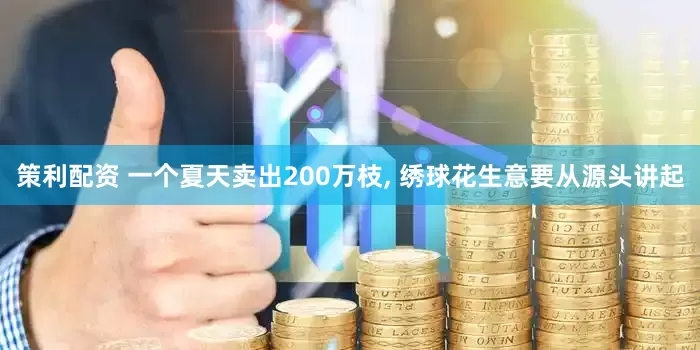 策利配资 一个夏天卖出200万枝, 绣球花生意要从源头讲起