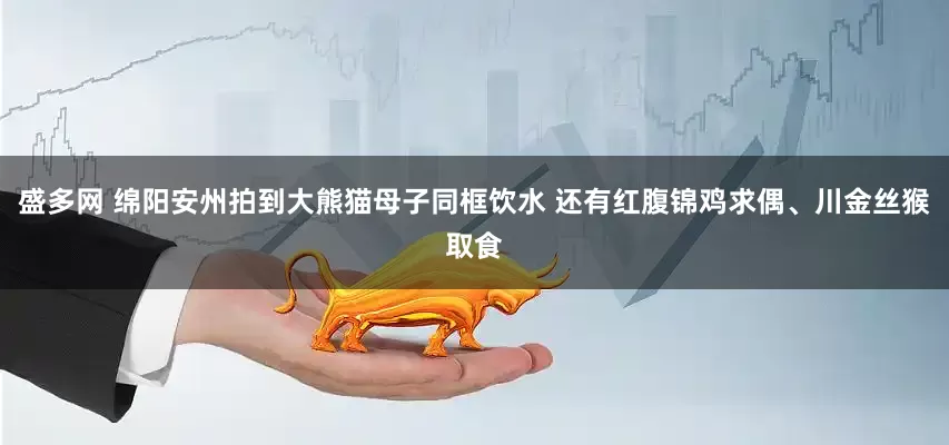 盛多网 绵阳安州拍到大熊猫母子同框饮水 还有红腹锦鸡求偶、川金丝猴取食